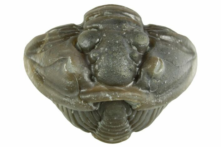 Wide Enrolled Flexicalymene Trilobite - Mt Orab, Ohio #380282